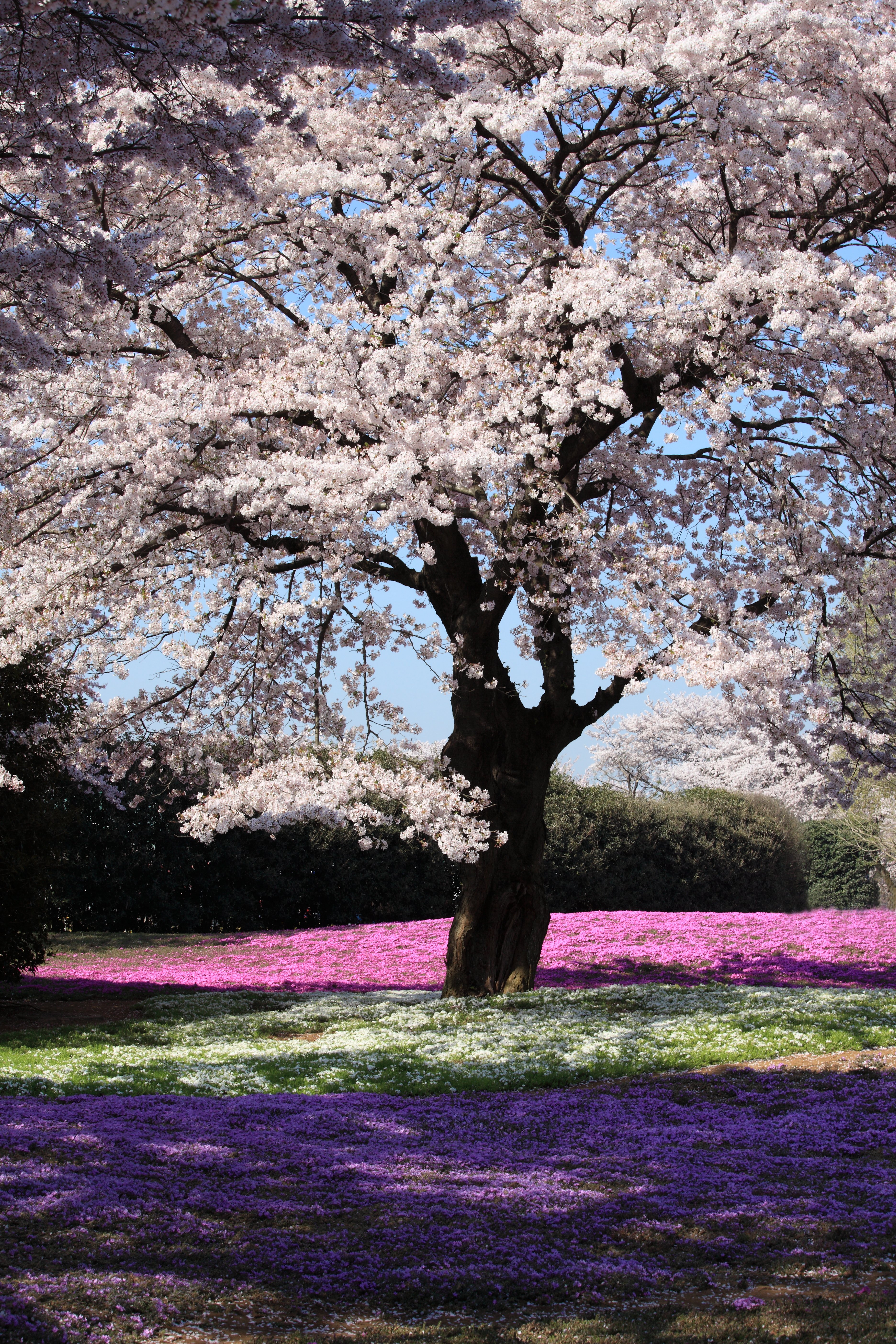 Never got tired of these blossoms.